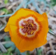 Linum berlandieri filifolium