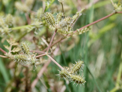 Torilis leptophylla