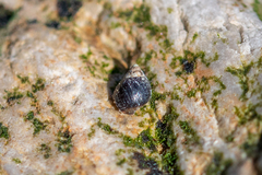 Melarhaphe neritoides