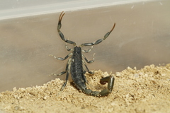 Uroplectes flavoviridis