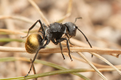 Polyrhachis schoopae