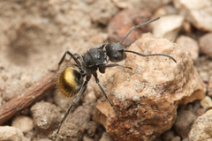 Polyrhachis schoopae