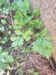 Artemisia princeps