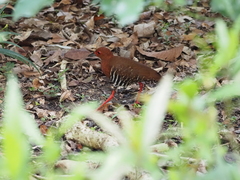 Rallina fasciata
