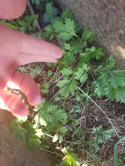 Artemisia princeps