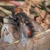 Gonia divisa - Photo (c) Michele Moroni, some rights reserved (CC BY-NC), uploaded by Michele Moroni