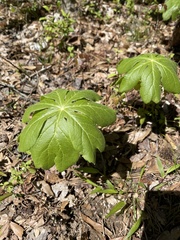 Podophyllum peltatum