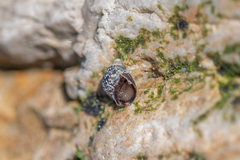 Melarhaphe neritoides