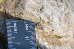 Melarhaphe neritoides