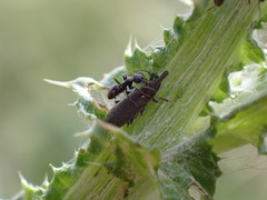Lixus filiformis