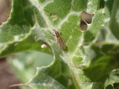 Lixus filiformis