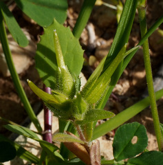 Cerastium dichotomum