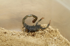 Uroplectes flavoviridis