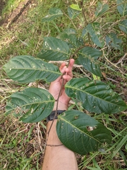 Glochidion sumatranum