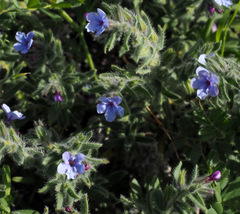Alkanna strigosa