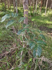 Glochidion sumatranum