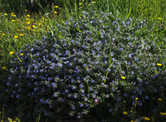 Alkanna strigosa