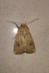 Noctuidae