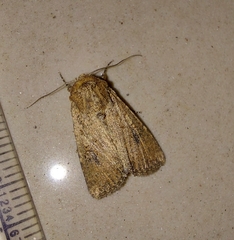 Noctuidae