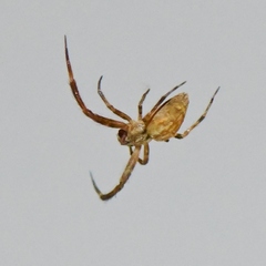 Uloborus diversus