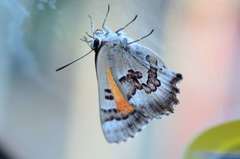 Capys alphaeus alphaeus