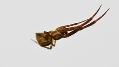 Uloborus diversus