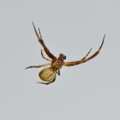Uloborus diversus