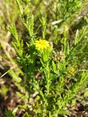 Osteospermum muricatum muricatum