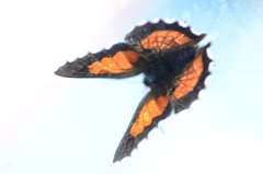 Capys alphaeus alphaeus