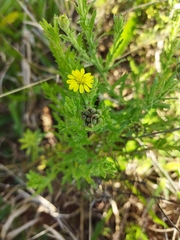 Osteospermum muricatum muricatum