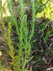 Osteospermum muricatum muricatum