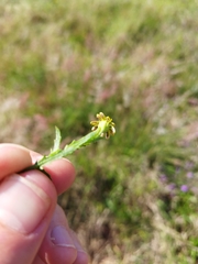 Osteospermum muricatum muricatum