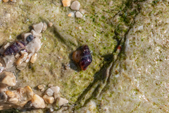 Cingula trifasciata