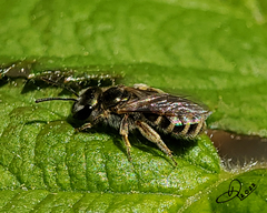 Halictus