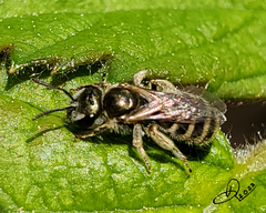 Halictus