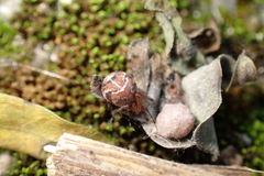 Parasteatoda cingulata