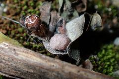 Parasteatoda cingulata