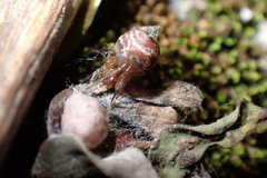 Parasteatoda cingulata