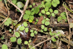 Acaena juvenca