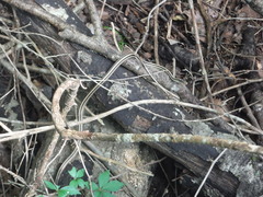 Thamnophis proximus orarius