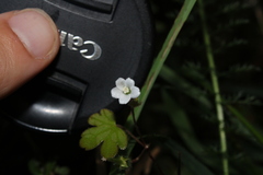 Geranium microphyllum