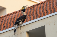 Buceros bicornis
