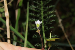 Geranium microphyllum