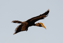 Buceros bicornis