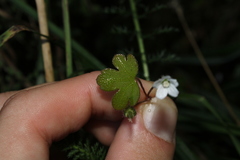 Geranium microphyllum