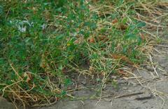 Polygonum aviculare aviculare