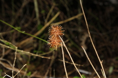 Acaena juvenca