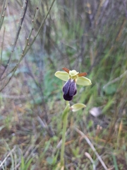 Ophrys fusca