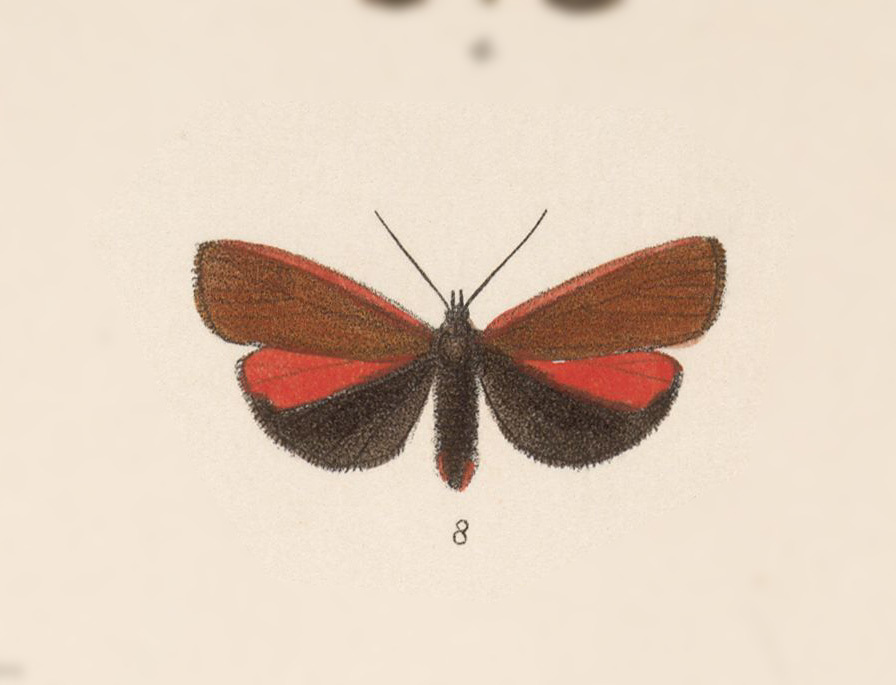 Virbia pomponia