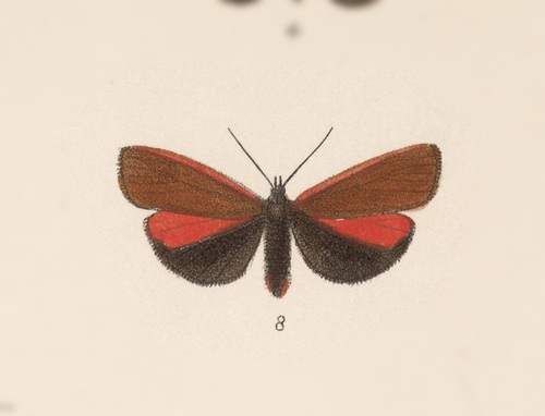 Virbia pomponia